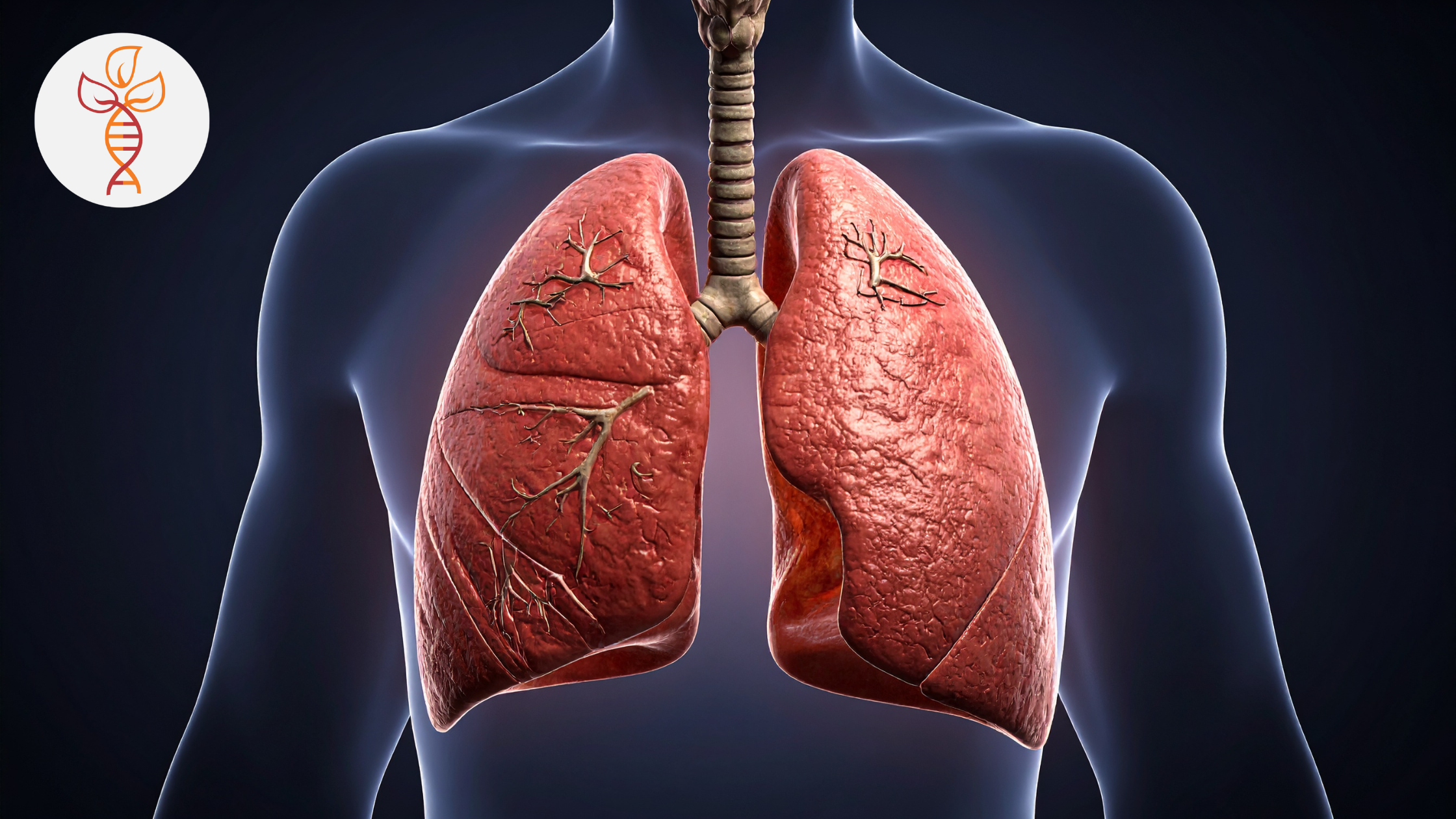 Ilustración médica tridimensional de un torso humano mostrando ambos pulmones en detalle anatómico, con la tráquea y las vías respiratorias visibles sobre un fondo oscuro. Imagen utilizada para representar la salud pulmonar o condiciones relacionadas con el cáncer de pulmón.